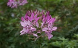 fleurs fond d'écran Widescreen close-up (26) #14