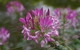 fleurs fond d'écran Widescreen close-up (26) #15