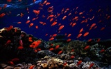 Fun Underwater World (5) #11