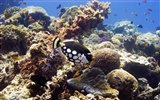 Fun Underwater World (6) #7