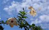 fleurs fond d'écran Widescreen close-up (28) #3