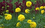 Widescreen-Wallpaper Blumen close-up (29)