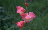 fleurs fond d'écran Widescreen close-up (29) #7