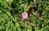 fleurs fond d'écran Widescreen close-up (30) #11