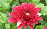 Dahlia Blumen HD Wallpaper (1)