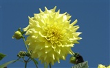 Dahlia flowers HD wallpaper (1) #2