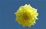 Dahlia Blumen HD Wallpaper (1) #3