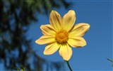 Dahlia flowers HD wallpaper (1) #4