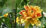 Dahlia fleurs wallpaper HD (1) #5