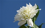 Dahlia Blumen HD Wallpaper (1) #8