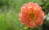 Dahlia fleurs wallpaper HD (1) #12