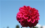 Dahlia Blumen HD Wallpaper (1) #14