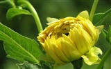 Dahlia flowers HD wallpaper (2) #2