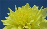 Dahlia flowers HD wallpaper (2) #3