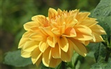 Dahlia flowers HD wallpaper (2) #4