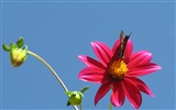 Dahlia flowers HD wallpaper (2) #5