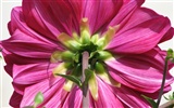 Dahlia flowers HD wallpaper (2) #7