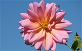 Dahlia flowers HD wallpaper (2) #9