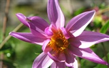 Dahlia flowers HD wallpaper (2) #12