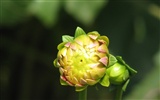 Dahlia flowers HD wallpaper (2) #13