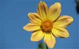 Dahlia flowers HD wallpaper (2) #15