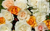 Rose Photo Wallpaper (6) #2