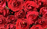 Rose Foto Wallpaper (6) #3