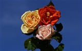 Rose Foto Wallpaper (6) #7