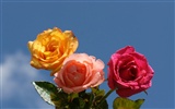 Rose Foto Wallpaper (6) #10