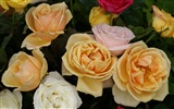 Rose Photo Wallpaper (6) #13