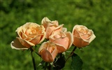 Rose Foto Wallpaper (6) #16