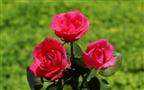 Rose Photo Wallpaper (6) #17