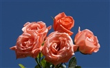 Rose Photo Wallpaper (7) #3