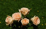 Rose Foto Wallpaper (7) #4