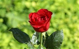 Rose Foto tapety (7) #6