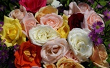 Rose Photo Wallpaper (7) #9