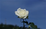 Rose Foto tapety (7) #16