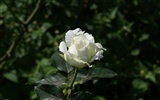 Rose Foto Wallpaper (7) #17