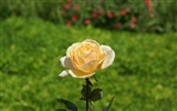 Rose Foto Wallpaper (7) #18