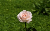 Rose Foto tapety (7) #19