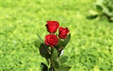 Rose Foto Wallpaper (8) #6