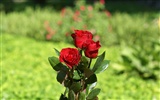 Rose Foto Wallpaper (8) #7