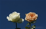 Rose Foto Wallpaper (9) #5