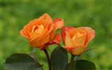 Rose Foto Wallpaper (9) #7