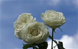 Rose Foto Wallpaper (9) #8