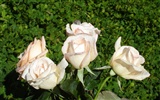 Rose Foto tapety (9) #9