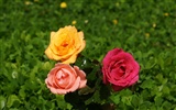 Rose Foto tapety (9) #11