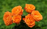 Rose Foto Wallpaper (9) #16