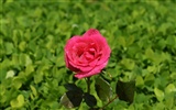 Rose Foto tapety (9) #17