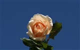 Rose Foto tapety (9) #18